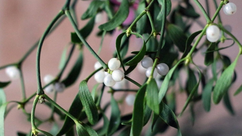 Mistletoe plant