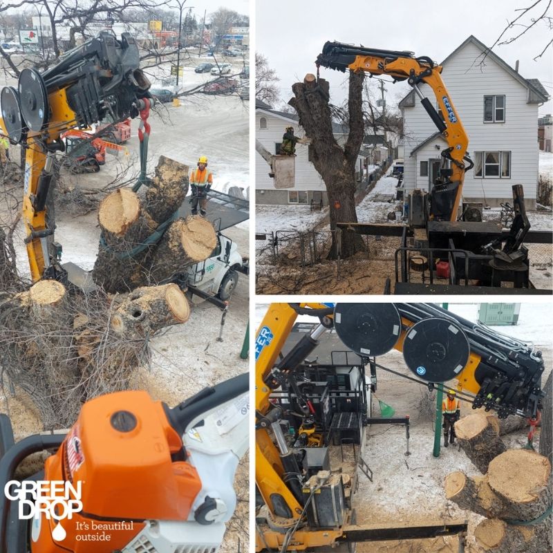 Green Drop employees removing trees with heavy machinery