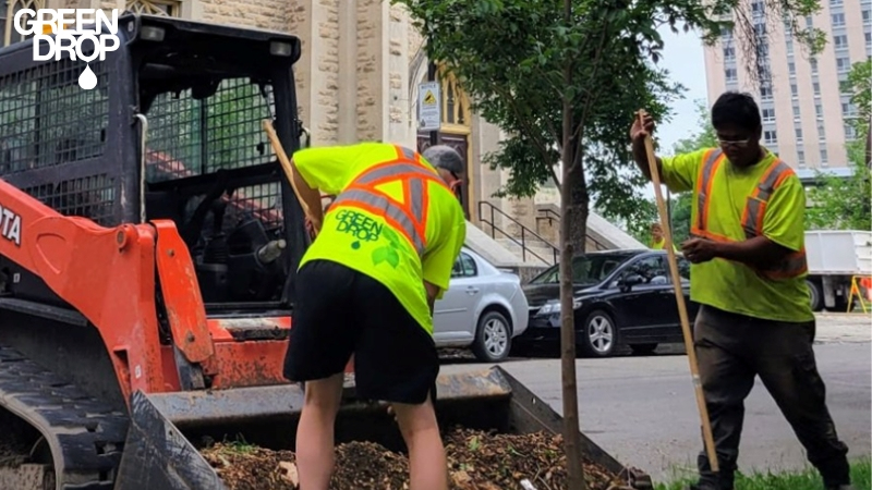 Challenges Edmonton Faces with Tree Management