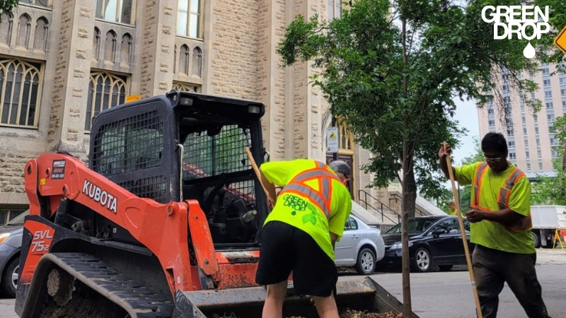 Green Drop workers planting trees in Calgary during municipal tree service