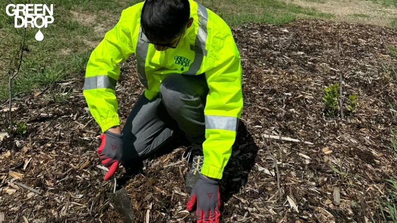 Green Drop worker preparing a new tree planting spot