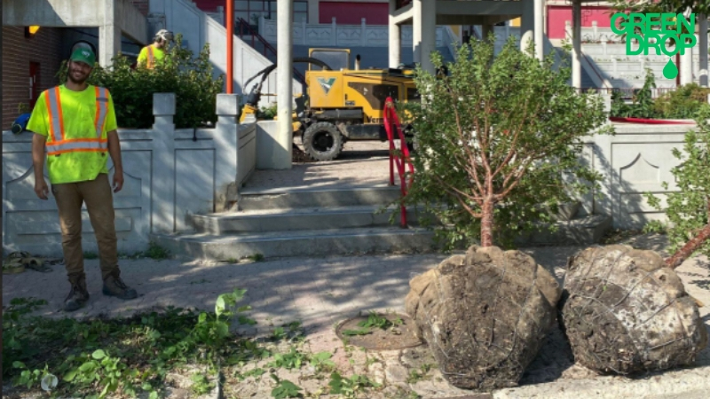 Green drop worker standing next to new trees for planting