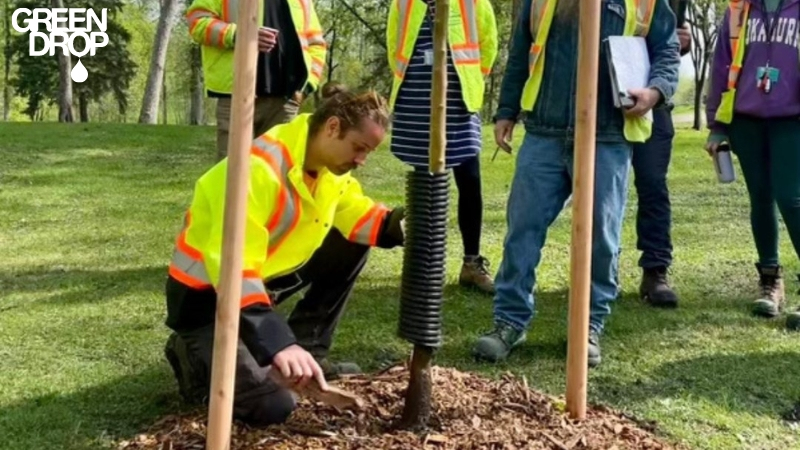 Green Drop worker planting a new tree