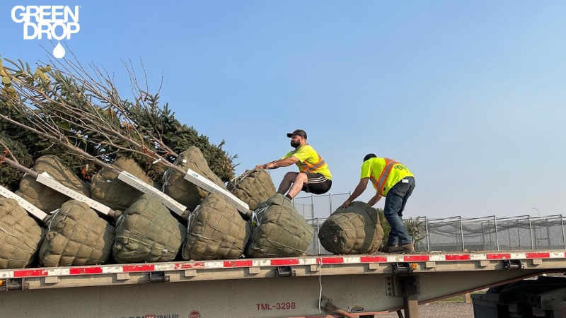 Green Drop workers preparing new trees to be planted on a truck