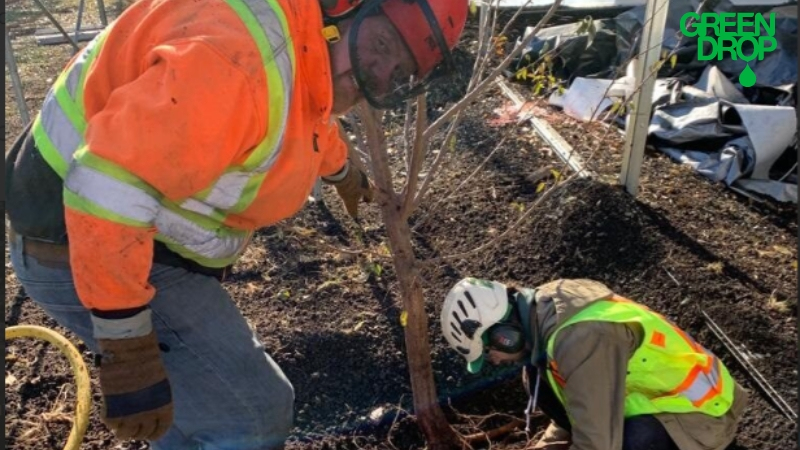 Green Drop workers planting a tree in Calgary