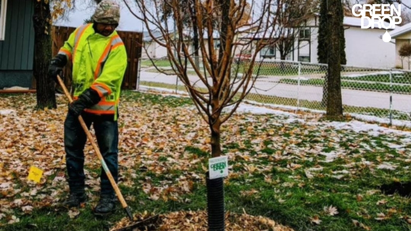 Green Drop worker raking leaves after planting a tree properly