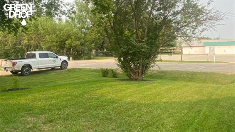 lawn after overseeding services in Calgary by Green Drop