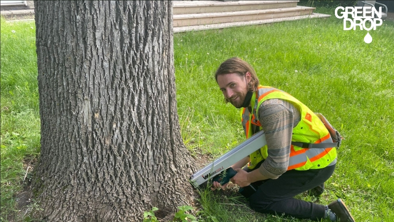 Green Drop worker using resistograph on a tree