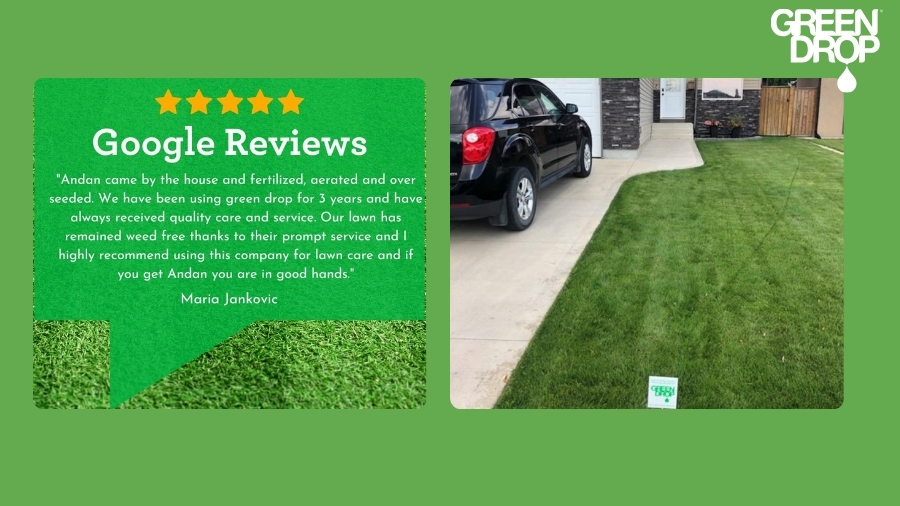 Green Drop customer review and a lawn after Green Drop treatment