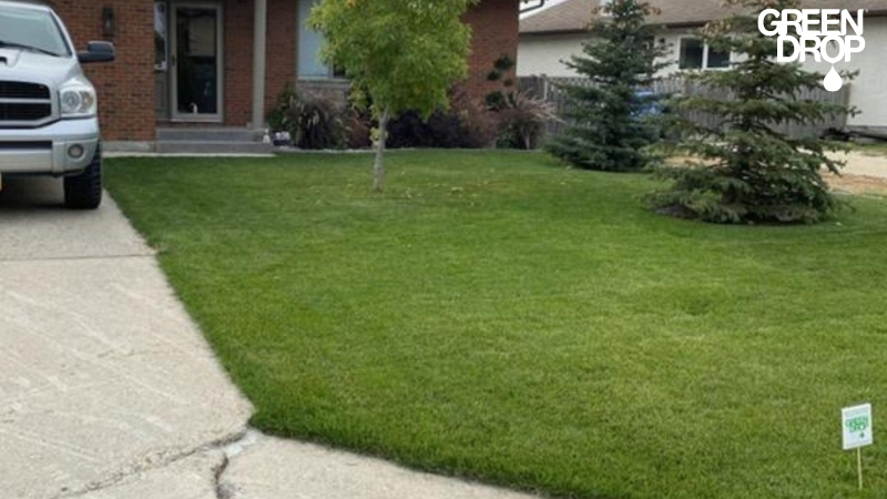 Why Are Some Winnipeg Lawns More Susceptible to Weed Growth?