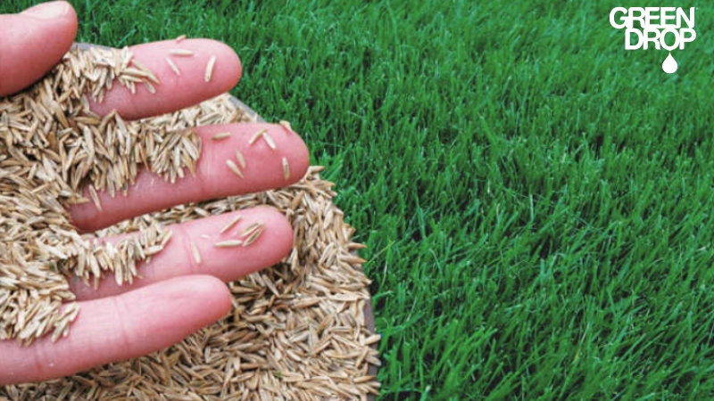 Overseeding Your Saskatoon Lawn: Answering the 10 Most Common Questions