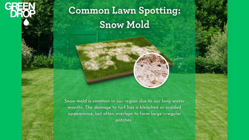 snow mold protection tips by Green Drop in Saskatoon