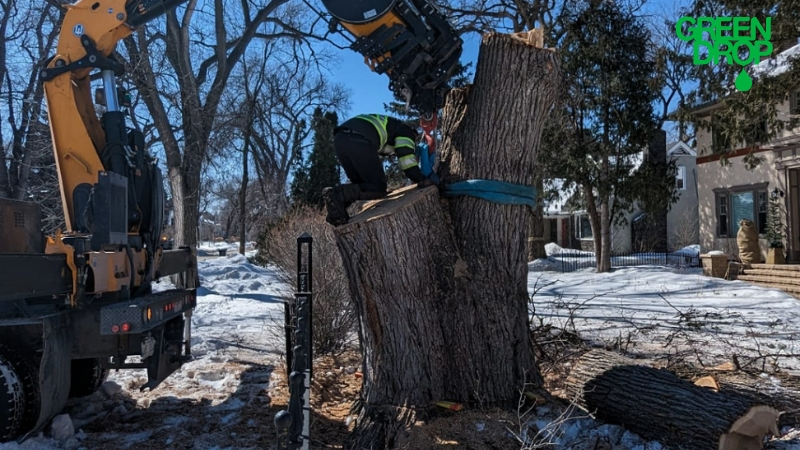 Green Drop employees removing a stump with tools