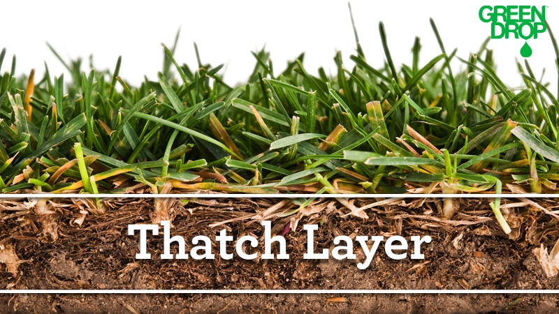 Green Drop infographic of a thatch layer