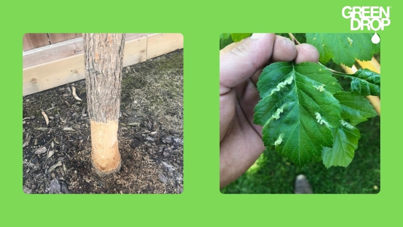 Green Drop explains signs of tree damage