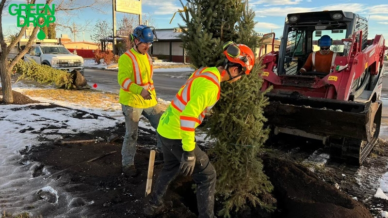 Green Drop workers planting a deciduous tree