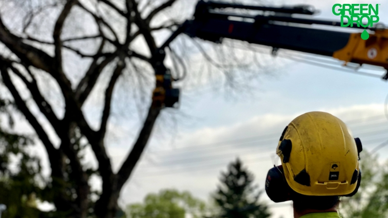 Asking Our Saskatoon Arborists Common Questions about Pruning