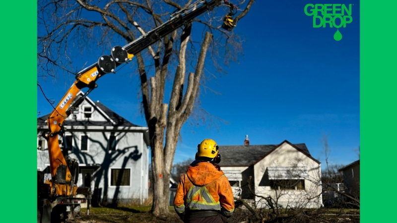 Green Drop employee using a machine to prune a tree