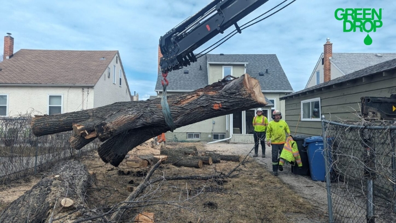 Rooting for Recovery: Emergency Care for Uprooted Trees in Winnipeg