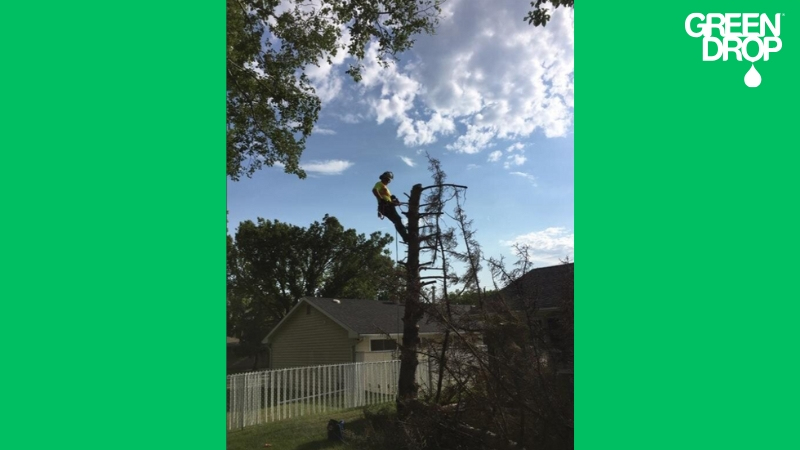 Green Drop worker climbing a tree and removing its top