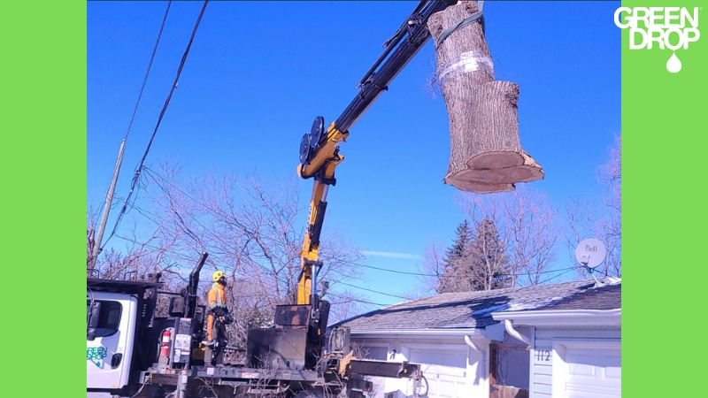 Green Drop employees removing a tree stump with machinery