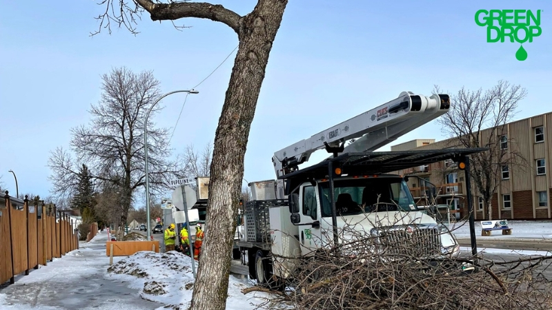 Green Drop truck besides a tilting tree for emergency tree health care service