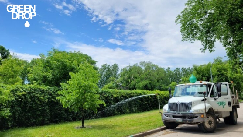 Green Drop water truck watering tree during water restrictions in Calgary