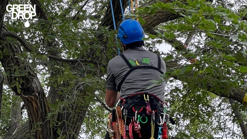 Green Drop worker checking a tree