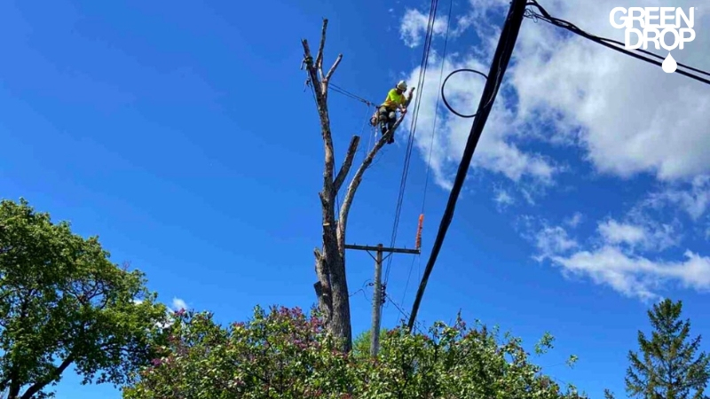Green Drop worker on a tree near a power line