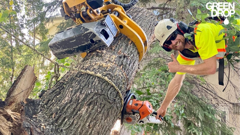 Green Drop worker trimming a tree and putting a rope around the trunk