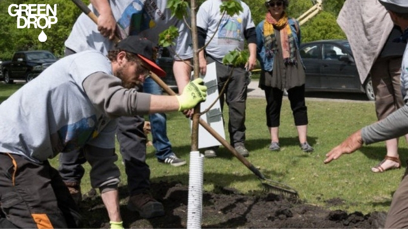 Green Drop workers planting trees, picture by trees winnipeg