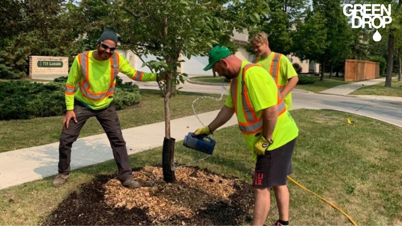 Green Drop workers watering a tree that has been replanted