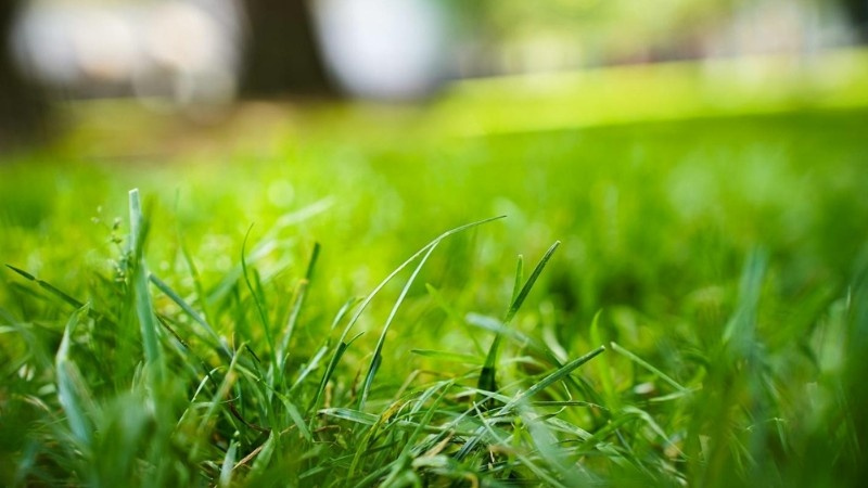 Close-up view of vibrant green grass.