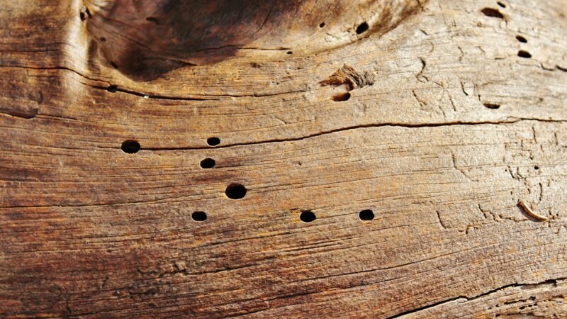 Holes in a tree from pest infestation