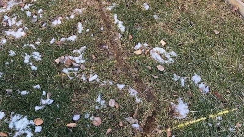 A lawn with visible vole tunnel damage.