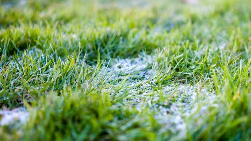 First frost on a lawn