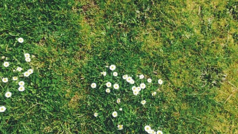 A lush green grass field with clusters of small white daisies scattered throughout, creating a vibrant natural scene.