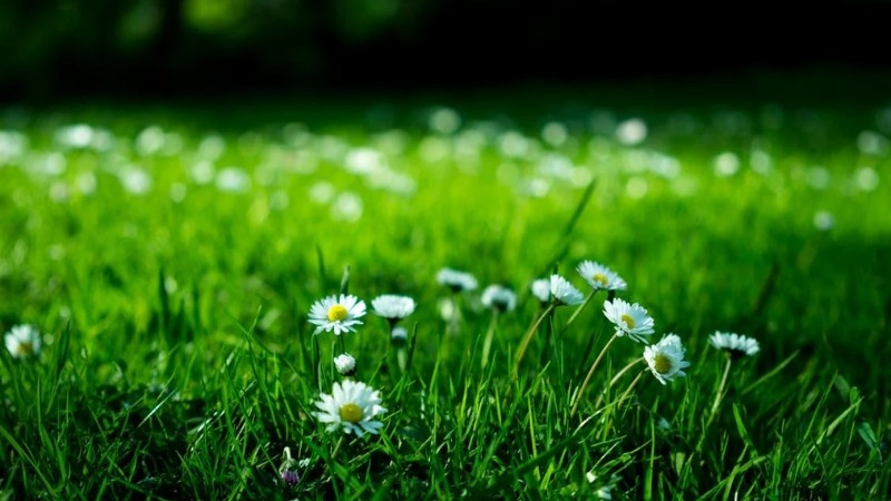 A vibrant green lawn with small white daisies blooming. A healthy, fertilized lawn promotes biodiversity.