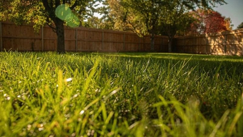 Lush green grass fills the foreground, with a wooden fence and trees creating a serene backyard setting under dappled sunlight.