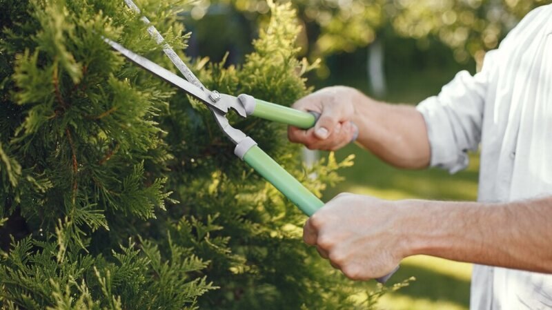 Person trimming a tree with scissors