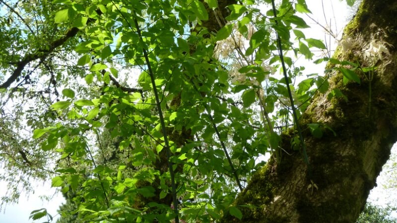 Manitoba maple tree