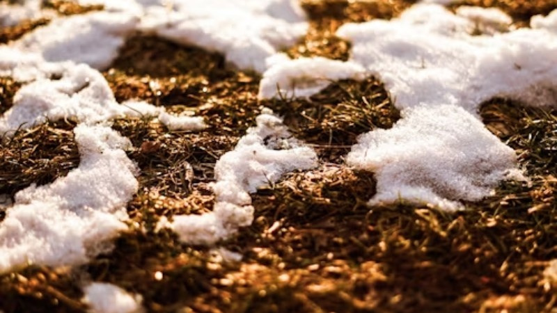 Close-up of melting snow on a patch of grass, signaling the transition from winter to spring.