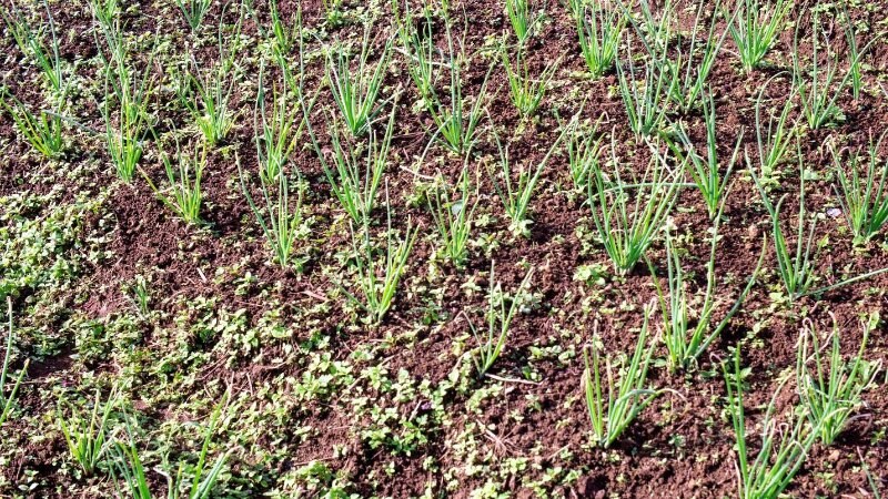 New grass growing out of earth