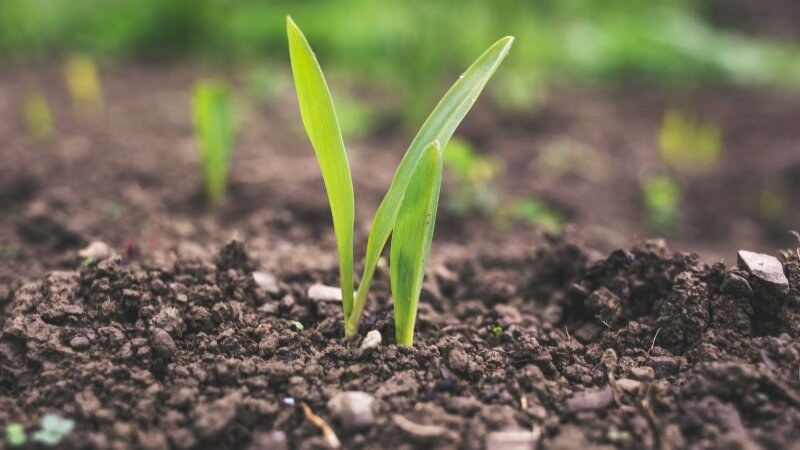 New grass sprouting from soil