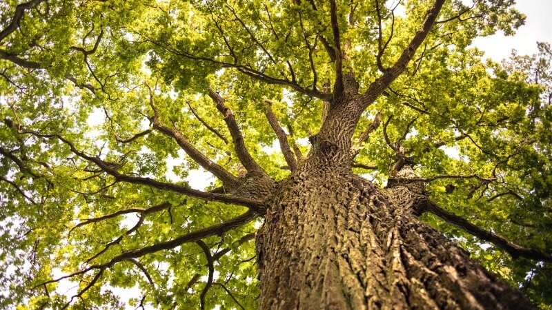 Healthy looking oak tree with thick canopy and branches