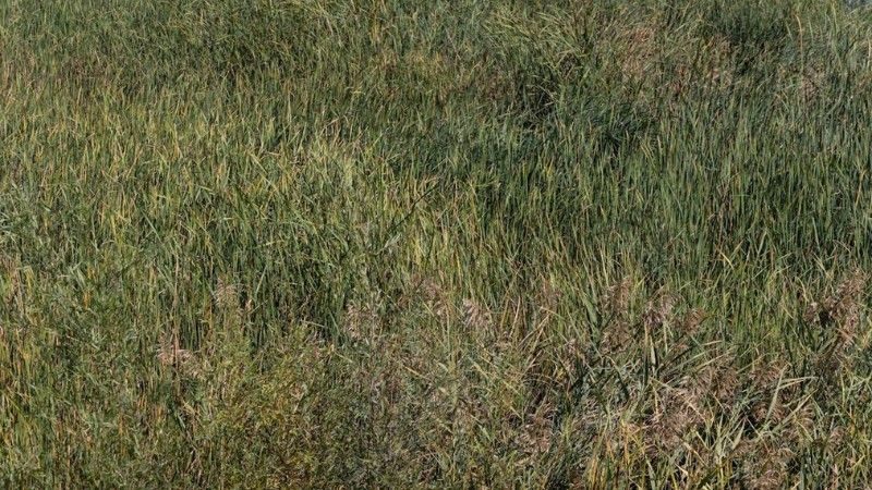 Dense patch of tall grassy weeds growing in a wetland area, showing aggressive growth in moist conditions.