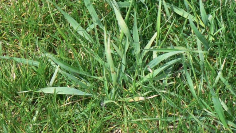 Quackgrass invading a healthy lawn with wide, fast-growing blades. A common weed that thrives in weak turf areas.