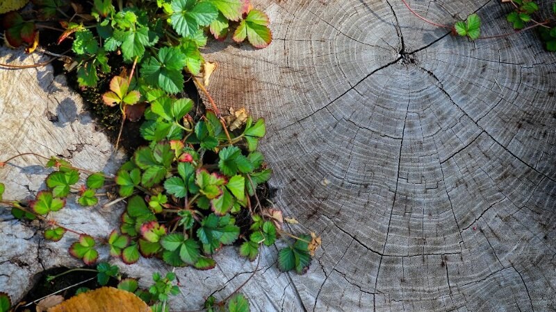 Repourposed stump