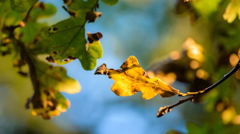 Yellow rotten leaves on a tree with sun shinning on it