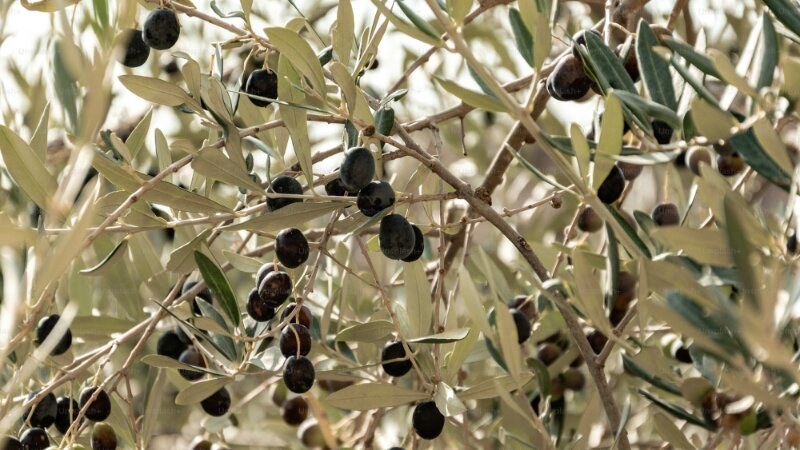 Russian olive tree